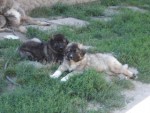 DSC06925-2.jpg