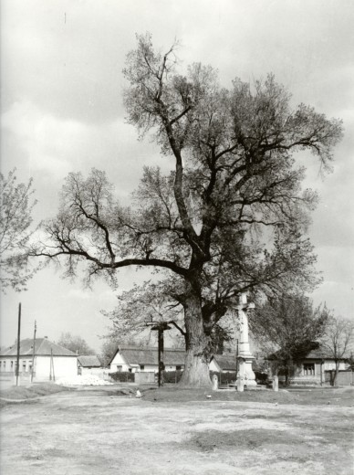 A "Rákóczi - fája" a "K. A." kőkereszttel és a haranglábbal - 1959. május